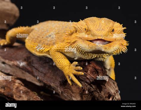 Desert Bearded Dragon Stock Photo - Alamy