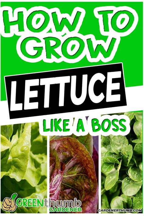 7 Tips on How to Grow Lettuce Like A Boss | Growing lettuce, Growing ...