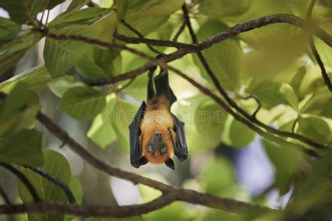 Fruit Bat Hanging on Tree Branch Stock Image - Image of plant, funny: 237803399