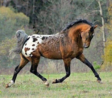 25+ bästa Appaloosa idéerna på Pinterest | Appaloosahästar, Vilda ...