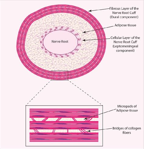 Figure 3 from Histology of the Human Dura Mater; A review article | Semantic Scholar