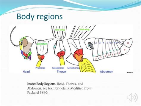 Insect head and its types