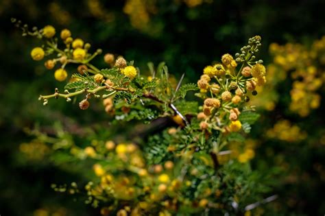 Acacia Flowers Branch - Free photo on Pixabay - Pixabay