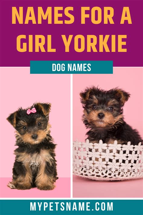 Teacup Yorkie Names | Teacup Yorkie