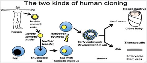 6 Human SCNT Cloning Options (Illustration from Knoepfler 2013,... | Download Scientific Diagram