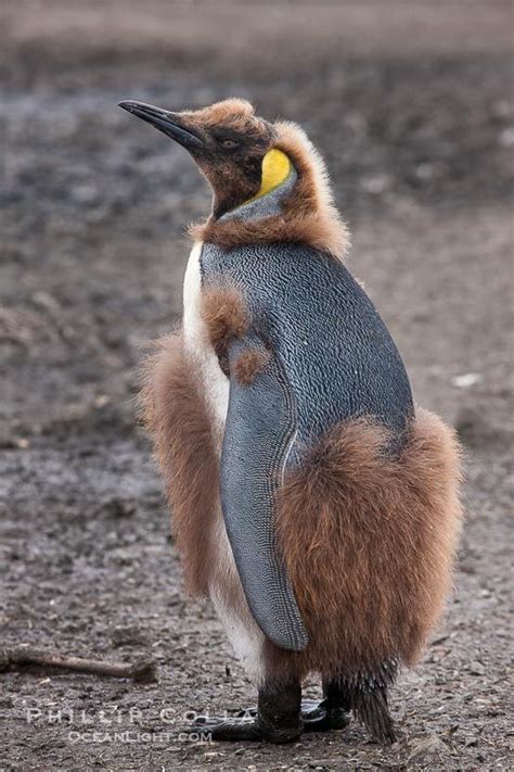 Image 24406, Oakum boys, juvenile king penguins at Salisbury Plain, South Georgia Island. Named ...