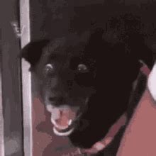 Dog What GIFs | Tenor