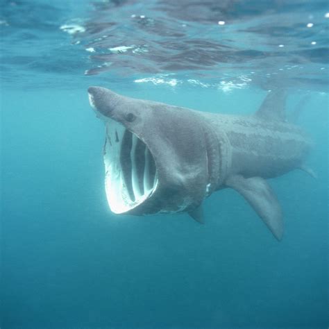 The Basking Shark, aka shark pog : r/TheDepthsBelow