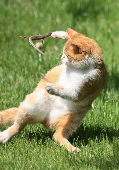 Cats And Lizards Love “Playing” Together! (40 PICS) - Izismile.com