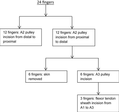 The role of proximal pulleys in preventing tendon bowstringing: Pulley rupture and tendon ...