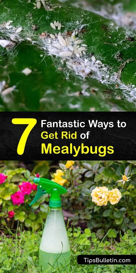 How To Get Rid Of Mealy Bugs On Indoor Plants