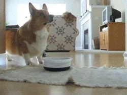 Excited Dog GIF - Find & Share on GIPHY