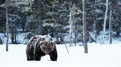Hibernation: What’s Going on for Grizzly Bears in Winter? - Grizzly bear conservation and protection