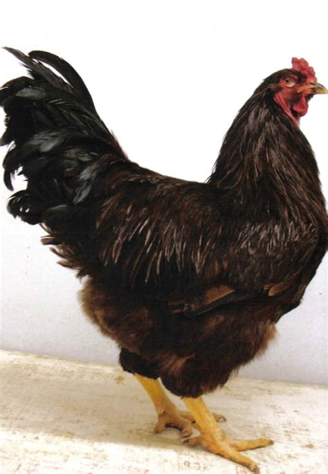 Buckeye chicken - Alchetron, The Free Social Encyclopedia