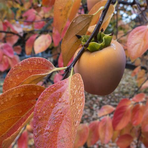 Tree Spotlight: Japanese Persimmon Hachiya - Canopy : Canopy