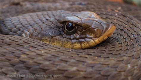 Are Hognose Snakes Venomous? | The Venom Interviews