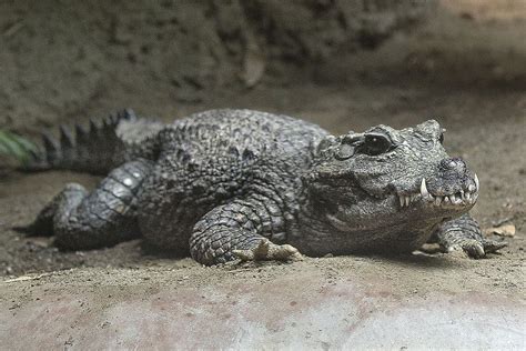 African Dwarf Crocodile | Dwarf crocodile, Crocodiles, Crocodile