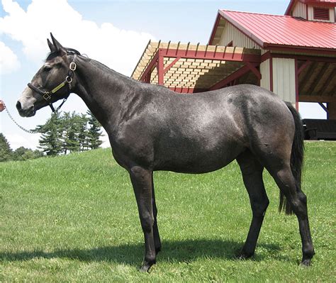 Thoroughbred Horses | Oklahoma State University