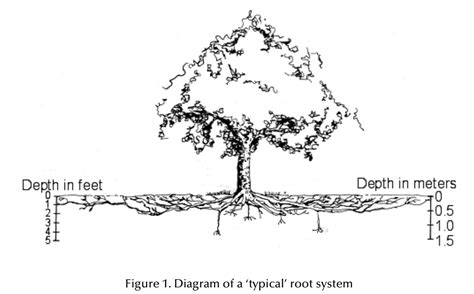 Tree Root Distribution - Hellis Solutions Limited