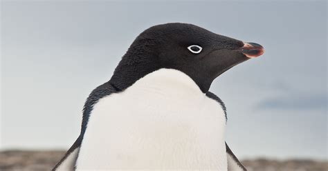 Adélie penguins – Australian Antarctic Program