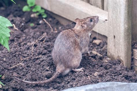 Controlling Rats In The Garden - Prevention And Trapping