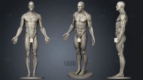 Anatomy Reference | 3d stl model for CNC