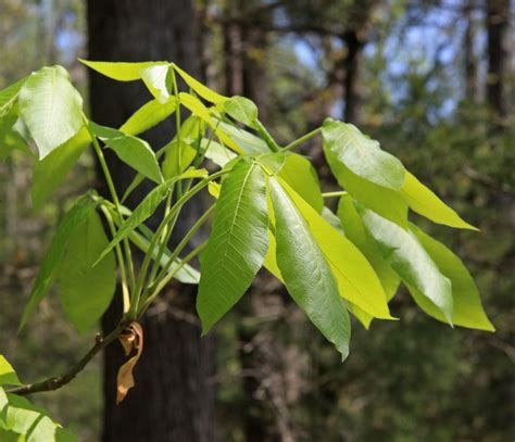 12+ Types Of Hickory Trees: Leaves, Bark, and Nuts - Identification Guide