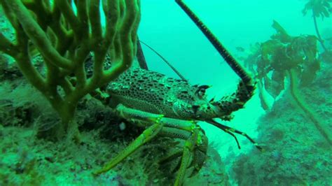 Diving for Crayfish at Great Barrier Island New Zealand - YouTube