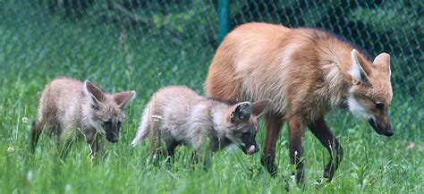 Louisville Zoo Announces Naming Contest for Two New Maned Wolf Pups ...