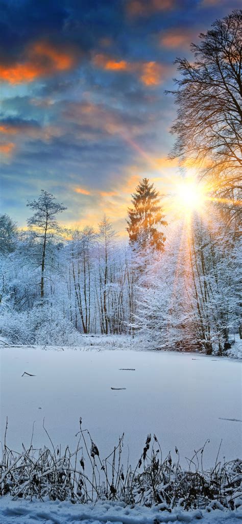 1125x2436 Sunbeams Landscape Snow In Winter Trees 4k Iphone XS,Iphone ...