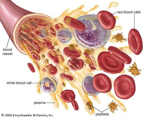 Serum albumin | Blood, Plasma, Transport | Britannica