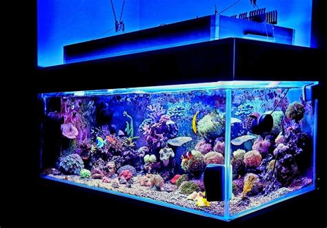 How to set up a tropical fish tank - Warehouse Aquatics