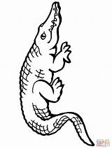 Cute Alligator Coloring Pages At GetColoringscom  Free Printable sketch template
