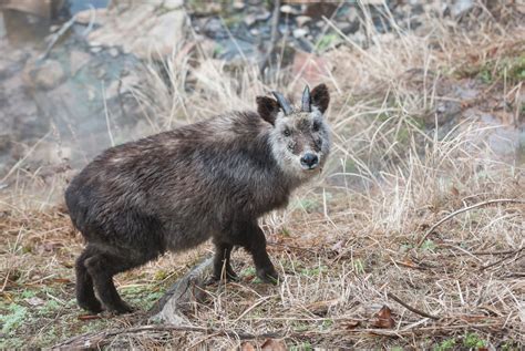 Japanese Serow | Sean Crane Photography