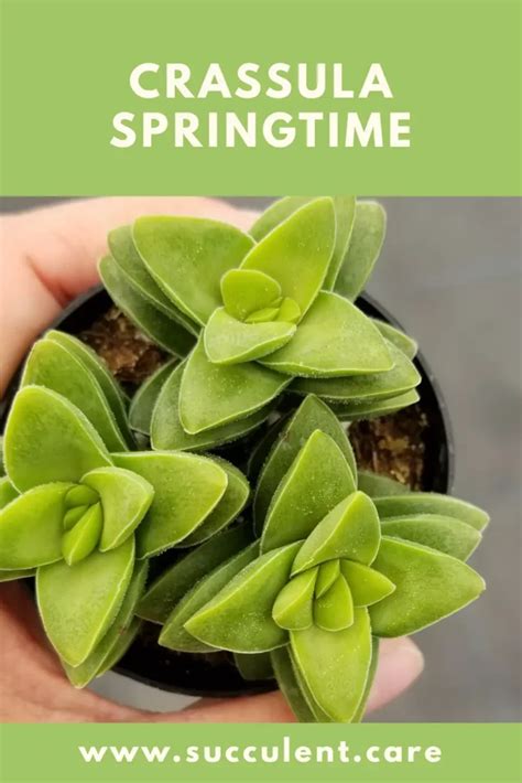 Crassula ‘Springtime’: A Comprehensive Succulent Care Guide