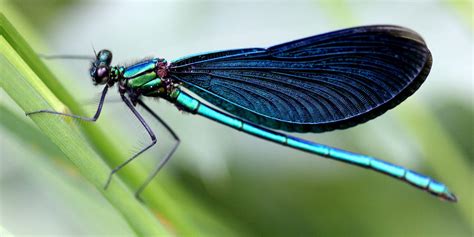 Do Dragonflies Eat Mosquitos? - How to Attract Dragonflies