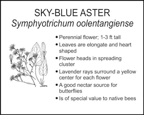 SKY-BLUE ASTER - Smart Garden Signs