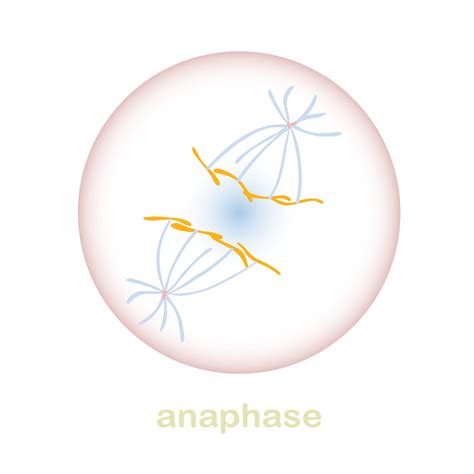 Mitosis Drawing Anaphase Diagram