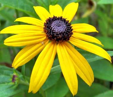 Maryland State Flower | Black-Eyed Susan