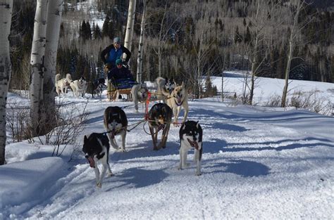 Snow Buddy Sled Dog Adventures – Oak Creek, CO | Dog Sledding near Steamboat Springs