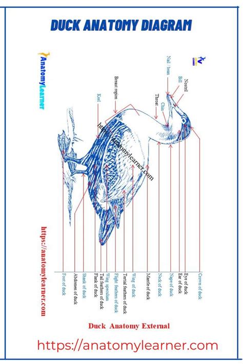 Duck anatomy labeled diagram