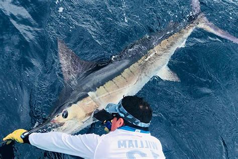 Striped Marlin Fishing Trips in Galapagos Islands - Ecuagringo