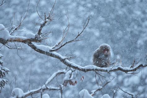 Snow Monkey | Snow Monkeys live in Jigokudani,Nagano prefect… | Masashi ...