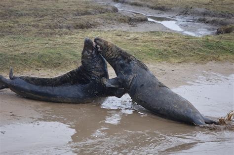 Premium Photo | Grey seals on the beach during the breeding season