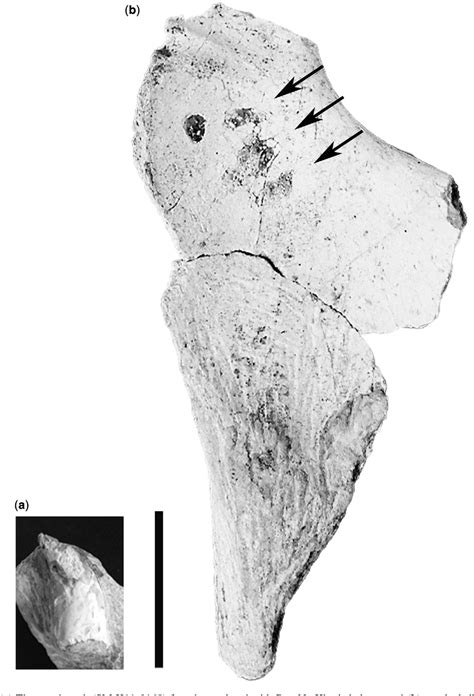 Figure 4 from A new skeleton of Phuwiangosaurus sirindhornae (Dinosauria, Sauropoda) from NE ...