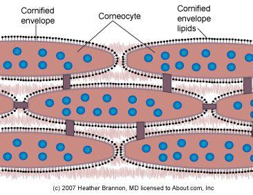 The Structure and Function of the Stratum Corneum