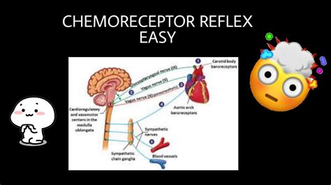 Chemoreceptor reflex explained | Blood Pressure Regulation - YouTube