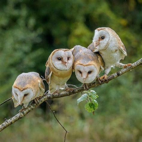 25 A cute owl | Barn owl, Owl, Cute owl