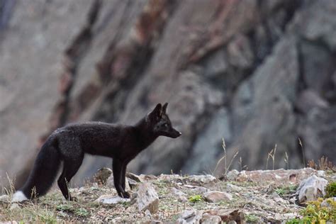 Black Foxes In 45 Pictures Showing The Beauty Is Hidden In Their Fur