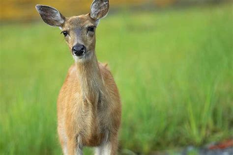 Visit Ketchikan Alaska Wildlife photos from Ketchikan